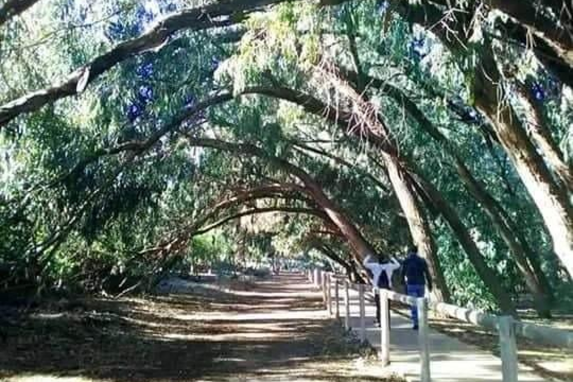 Alquiler a corto plazo - Bungalow -
Torrevieja - Altos del Sol