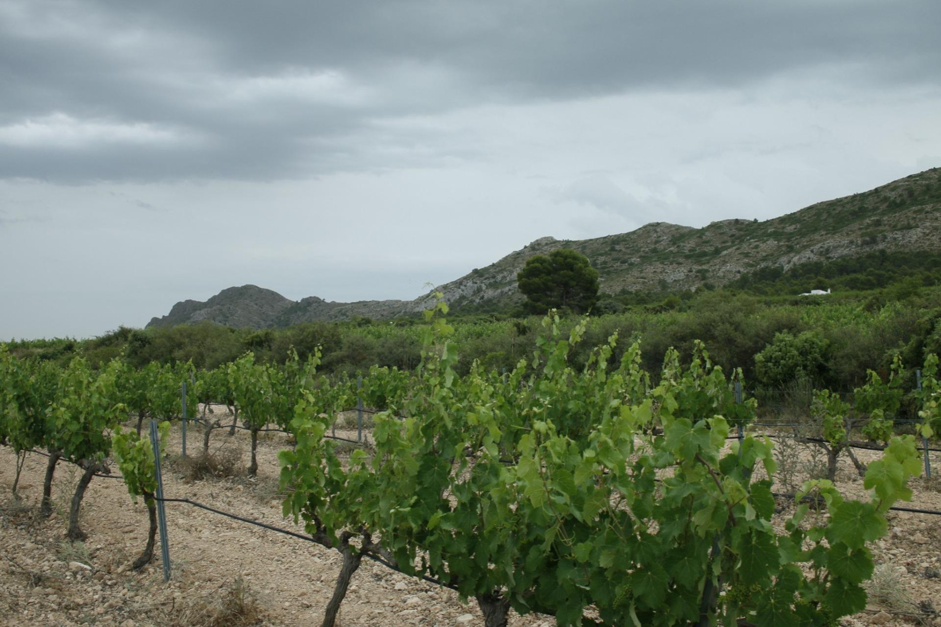 Alquiler a corto plazo - Villa -
Yecla