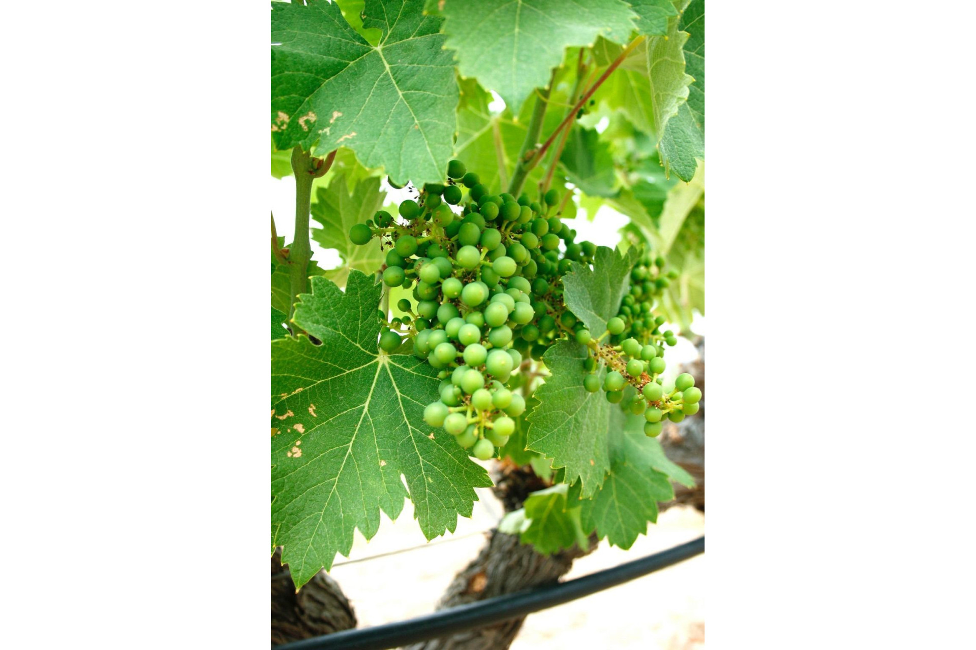 Краткосрочная аренда - Villa -
Yecla