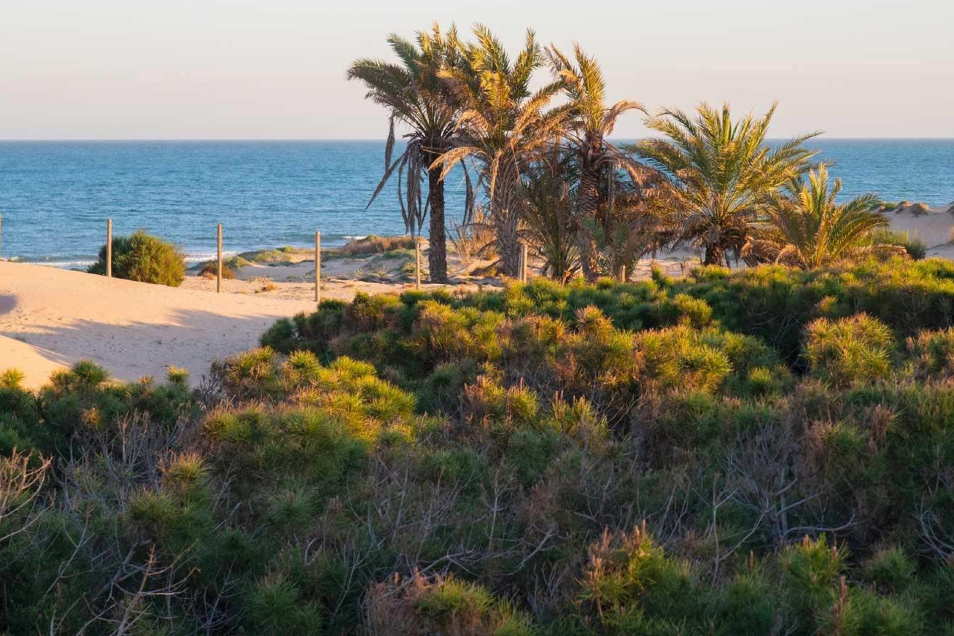 Новое здание - Пентхаус -
Guardamar del Segura - Avda del Puerto