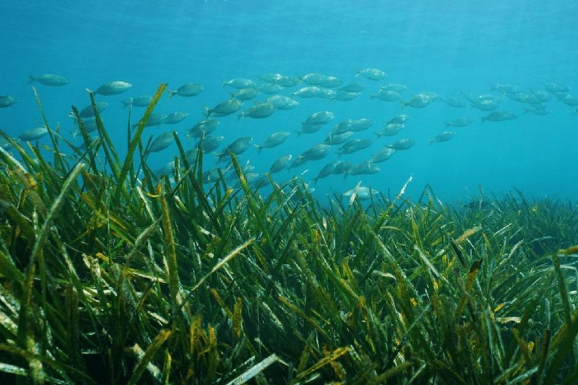 Short Term Rental - Villa -
Benissa - Racó Del Galeno