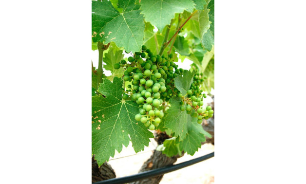 Краткосрочная аренда - Villa -
Yecla